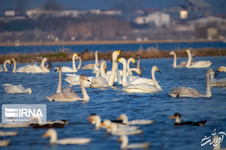 (تصاویر) قوهای فریادکش در تالاب سرخرود